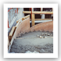 Charpente, maonnerie, toiture, chantier, maon, escalier, jardin, maison, brique 